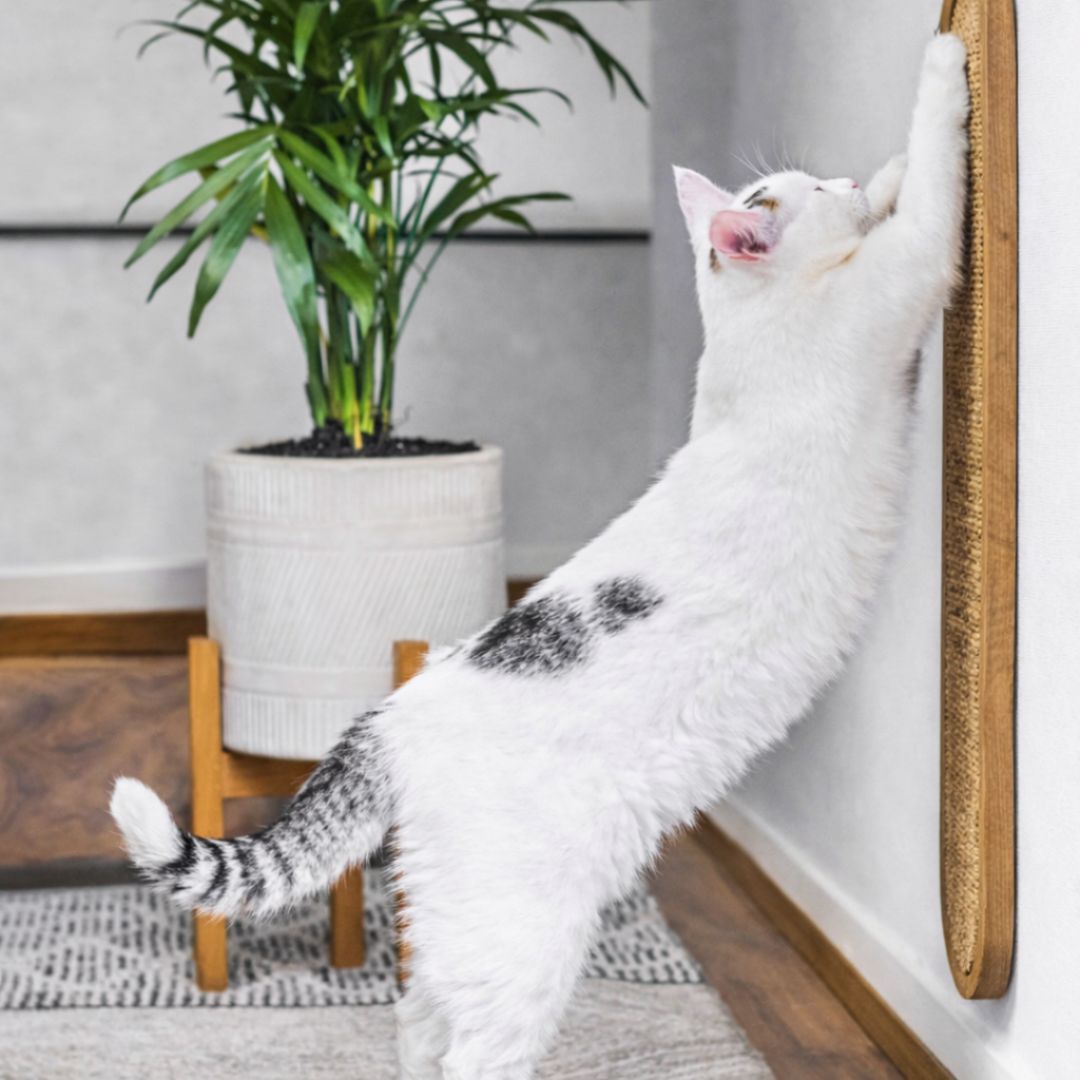 samtpfotenhaus Premium-Kratzbrett aus Buchenholz